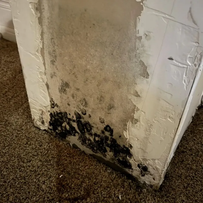 Professional Mold Removal in New City, NY
